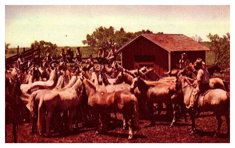 Postcard FARM SCENE State of Texas TX AT5944