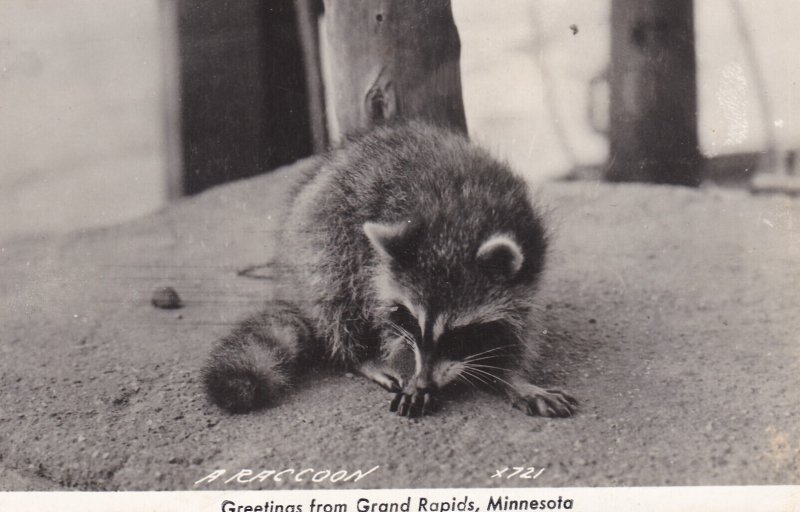 Minnesota Greetings From Grand Rapids Real Photo