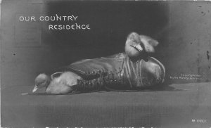Postcard C-1910 Ducks Scott Studios Undivided Rotograph 23-2261