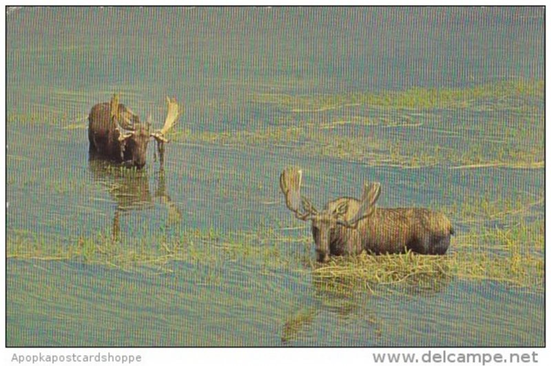 Bull moose Yellowstone National Park Wyoming 1975