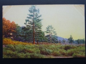 Hampshire NEW FOREST MOOR Beauty Spots of England c1914 Postcard 3172