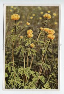 427970 Flower Trollius europaeus Vintage Sammelwerk Tobacco Card w/ ADVERTISING