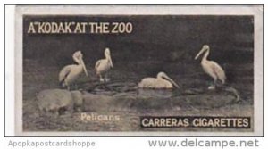 Carreras Cigarette Card Kodak At Zoo 1st Series No 28 Pelicans