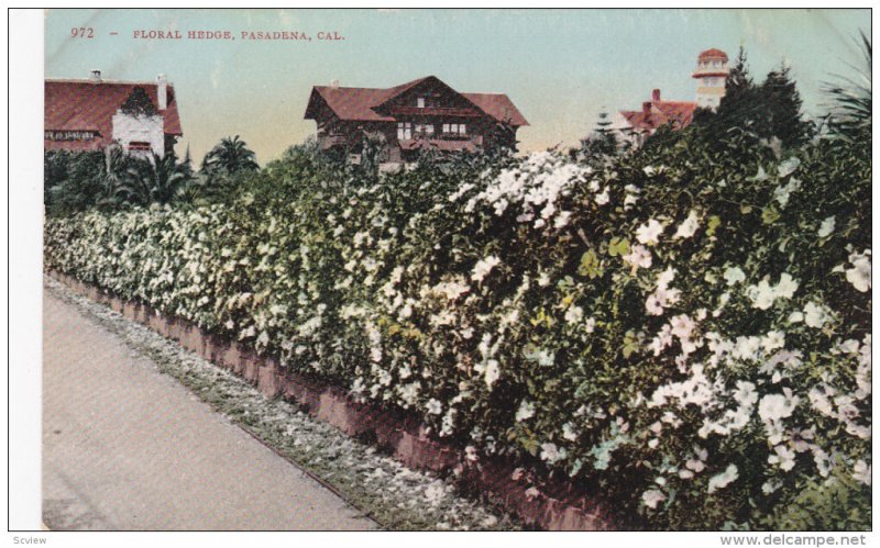 Floral Hedge, PASADENA, California, 00-10s