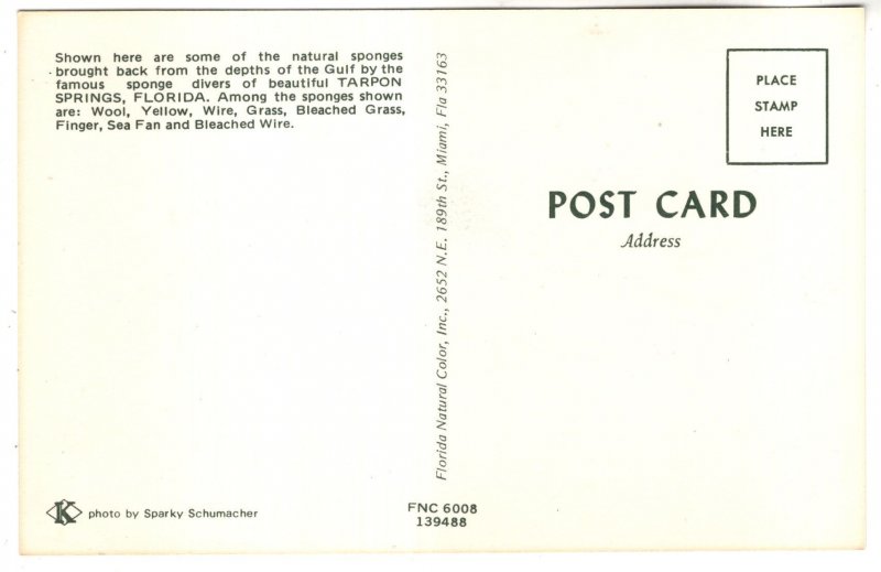 Natural Sponges Tarpon Springs Florida