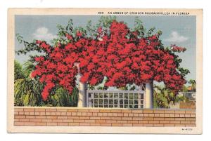 Florida Arbor of Crimson Bougainvillea Flowers Vintage Postcard