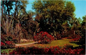 Flowers Plants Sunken Gardens St Petersburg FL Florida Postcard VTG UNP Curteich 