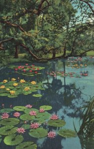 Vintage Postcard Water Lilies in McKee Jungle Gardens Scenic Beauty Florida Fla.