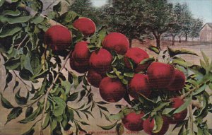 How Red Apples Grow In Oregon Fruit by Edward Mitchell