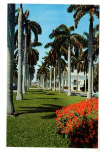 Avenue of Royal Palms, Southern Florida