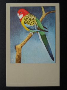 Bird Theme ROSELLE c1950s Postcard by P. Sluis Series 5 No.54