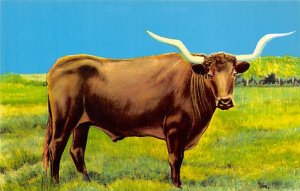 Vanishing American, Famous Texas Longhorn Steer Longhorn Steer Bull Unused 