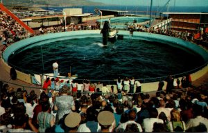 California Marineland Of The Pacific Whale Show Time