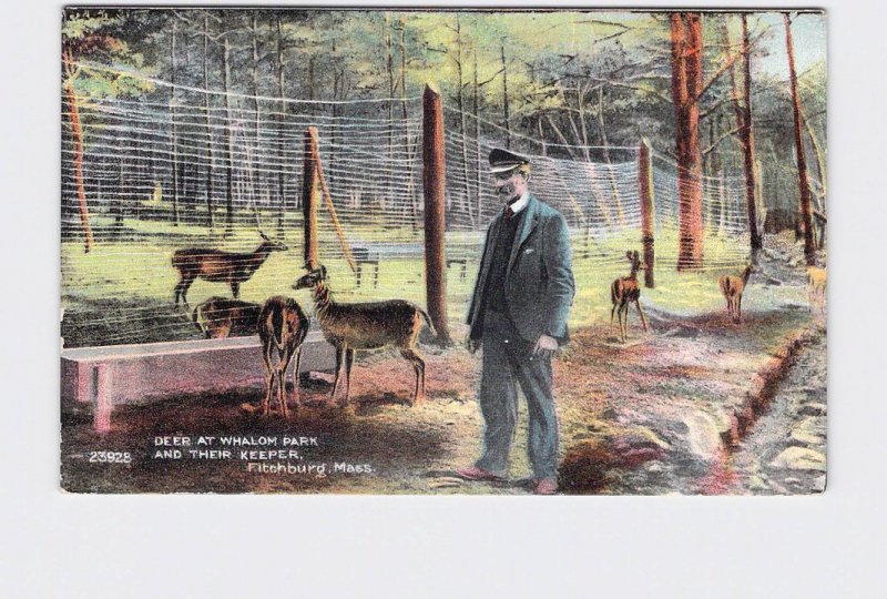 PPC POSTCARD MASSACHUSETTS FITCHBURG DEER AT WHALOM PARK AND THEIR KEEPER