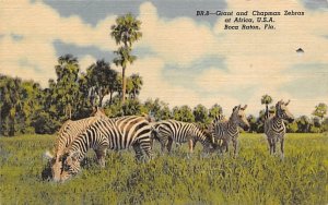 Grant and Chapman Zebras at Africa, U.S.A. Boca Raton, Florida