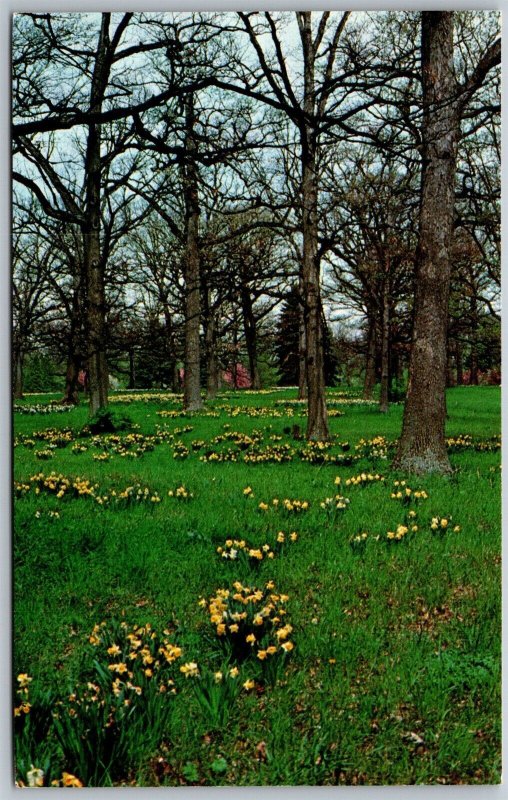 Vtg Lisle Illinois IL Morton Arboretum Daffodils Sargent's Glade View Postcard