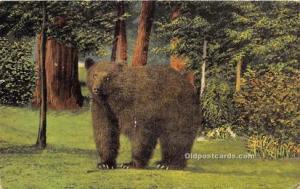 Bear Squoia and Kings Canyon National Parks California USA 1955 