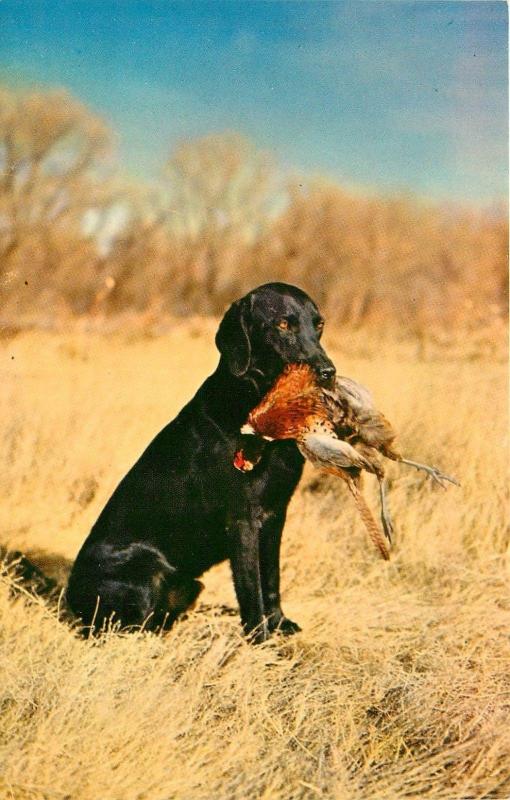 Black Lab Labrador Retriever Hunting Dog Retrieving Fowl Postcard