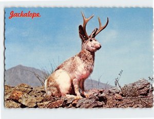 Postcard Wild Jackalope