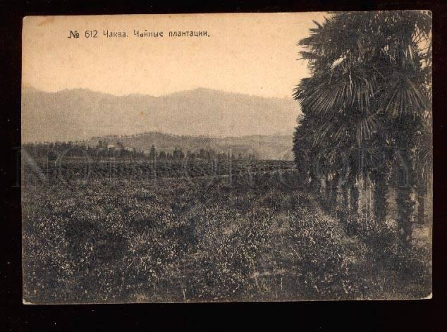 025335 CAUCASUS BATUM Plantations of tea in CHAKVA Vintage PC