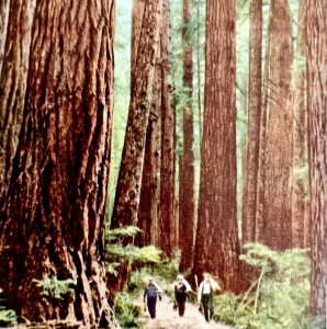 Redwoods State Forest Washington Postcard Bunyan c1960-70s Armed Forces 2 PCBG8C