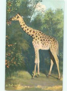 Pre-Linen Close-Up GIRAFFE IN THE WILD AC5877