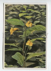 427960 Flower Impatiens Noli tangere Sammelwerk Tobacco Card w/ ADVERTISING