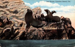 Seals On Seal Rocks Catalina Island California Curteich