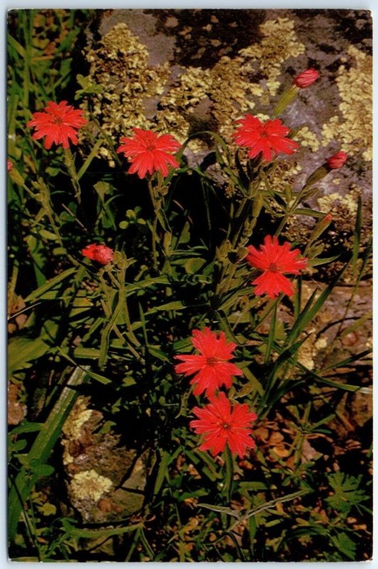 Postcard - California Indian Pink (Silene californiaca) - California