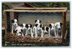 Hamilton Canada Postcard Jack Russell Puppies in Cage 1908 Photochrome Tuck Dogs