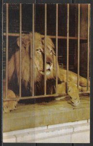 Illinois, Chicago - Lion - Lincoln Park Zoo - [IL-093]