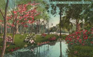 Vintage Postcard 1930's Flowers Field Famed Silver Springs State Park Florida