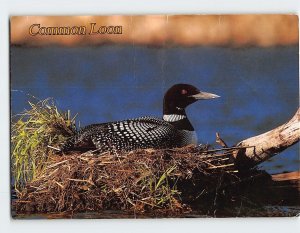 Postcard Common Loon