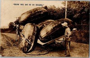 RPPC Exaggeration Watermelons How We Do It In Idaho Vintage Postcard F06