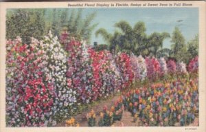 Florida Flowers Hedge Of Sweet Peas In Full Bloom 1942 Curteich