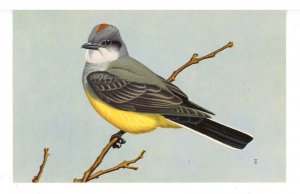 Birds - Western Kingbird