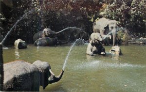 Postcard United States California Anaheim Disneyland elephant pool