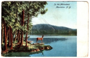 Deer, In the Adirondack Mountains, New York, Used 1906 Flag Cancel