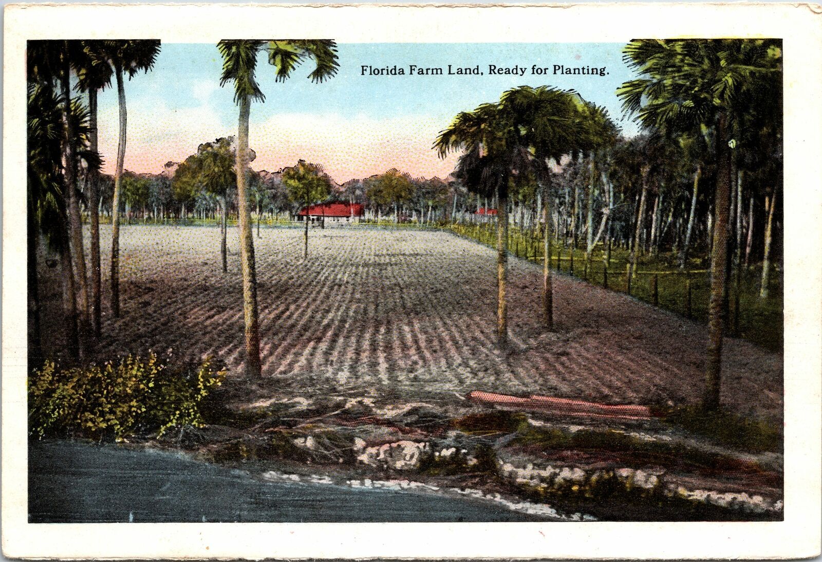 Vintage Continental Size SoftPaper Picture Early Florida Farm Land