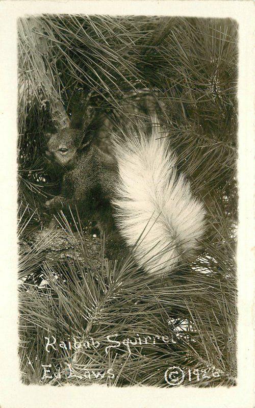 GRAND CANYON ARIZONA 1926 Kaibab Squirrel Laws RPPC real photo postcard 4212