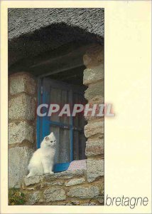 Postcard Modern Britain The cat at the window