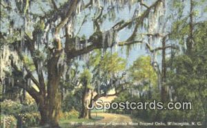 Spanish Moss in Wilmington, North Carolina