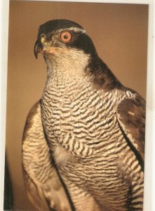 Accipiter Gentilis. Azor Bird Nice Spanish photo  postcard. Size 15 x 10,5