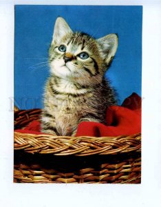 284810 Poland CATS old photo postcard