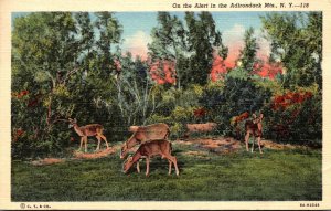 New York Adirondacks Deer On The Alert 1951 Curteich