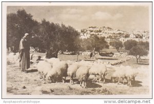 Jordan Shepherd's Field With Sheep Real Photo