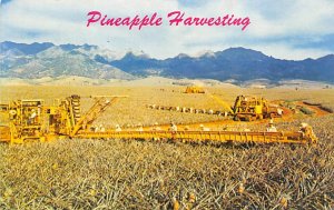 Pineapple Harvesting Hawaii, USA Farming Unused 