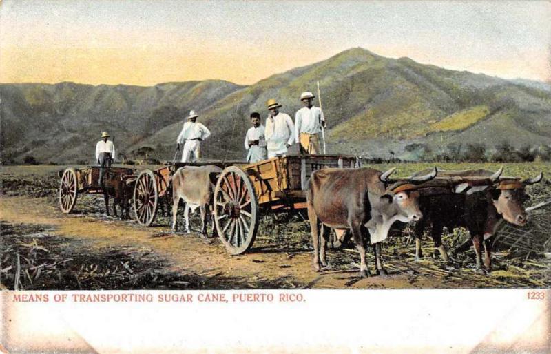 Puerto Rico Transporting Sugar Cane Ox Carts Antique Postcard J74337