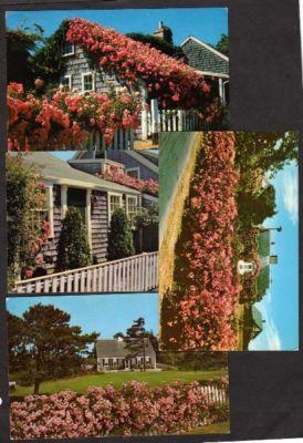 MA Lot 4 CAPE COD Houses Massachusetts Mass Postcards