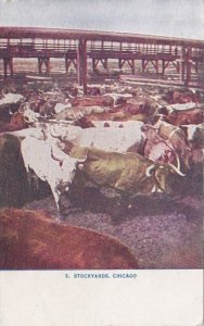 Illinois Chicago Cattle At The Stockyards